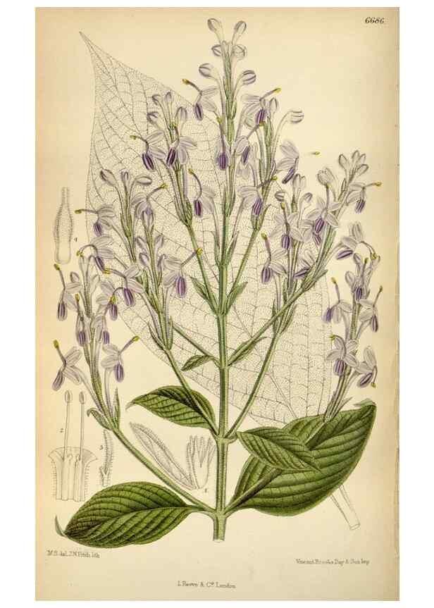 Reproducción/Reproduction 34605480793: Curtis's botanical magazine.. London ; New York [etc.] :Academic Press [etc.]