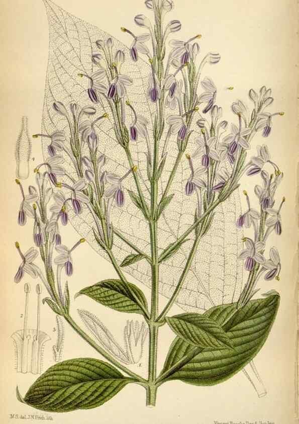 Reproducción/Reproduction 34605480793: Curtis's botanical magazine.. London ; New York [etc.] :Academic Press [etc.]