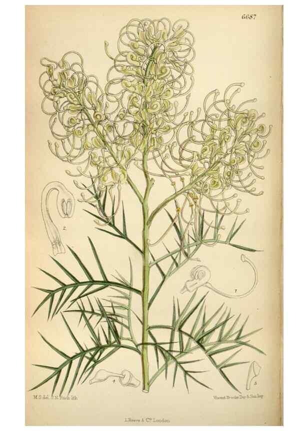 Reproducción/Reproduction 34605482633: Curtis's botanical magazine.. London ; New York [etc.] :Academic Press [etc.]