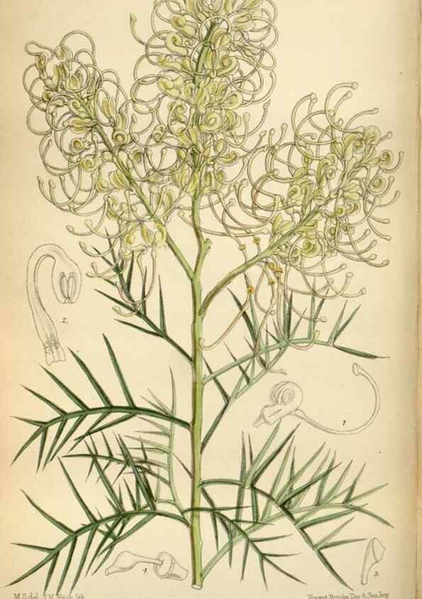 Reproducción/Reproduction 34605482633: Curtis's botanical magazine.. London ; New York [etc.] :Academic Press [etc.]