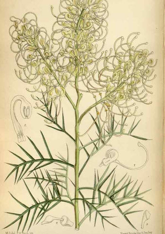 Reproducción/Reproduction 34605482633: Curtis's botanical magazine.. London ; New York [etc.] :Academic Press [etc.]