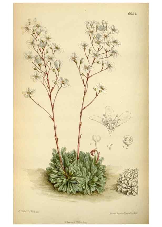 Reproducción/Reproduction 34605484443: Curtis's botanical magazine.. London ; New York [etc.] :Academic Press [etc.]