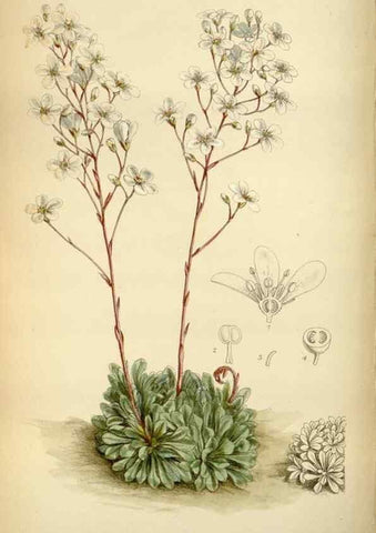 Reproducción/Reproduction 34605484443: Curtis's botanical magazine.. London ; New York [etc.] :Academic Press [etc.]