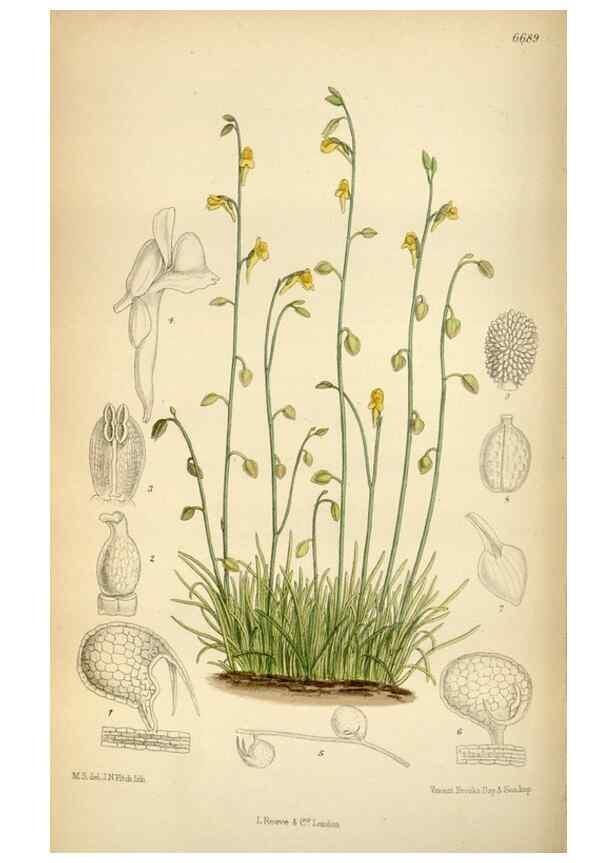 Reproducción/Reproduction 34605486673: Curtis's botanical magazine.. London ; New York [etc.] :Academic Press [etc.]