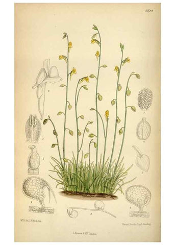 Reproducción/Reproduction 34605486673: Curtis's botanical magazine.. London ; New York [etc.] :Academic Press [etc.]
