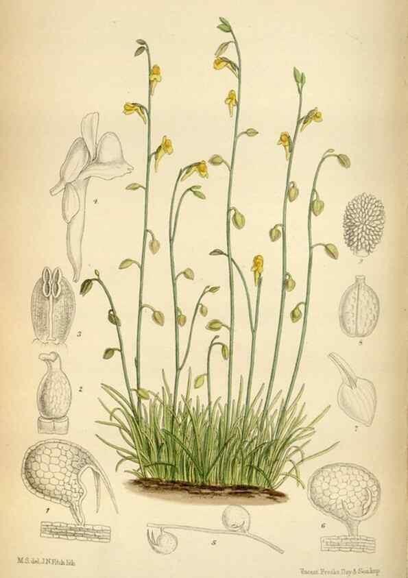 Reproducción/Reproduction 34605486673: Curtis's botanical magazine.. London ; New York [etc.] :Academic Press [etc.]