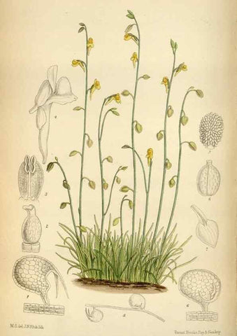 Reproducción/Reproduction 34605486673: Curtis's botanical magazine.. London ; New York [etc.] :Academic Press [etc.]