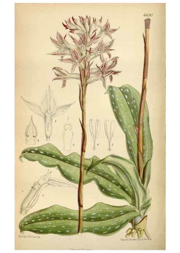 Reproducción/Reproduction 34605488193: Curtis's botanical magazine.. London ; New York [etc.] :Academic Press [etc.]
