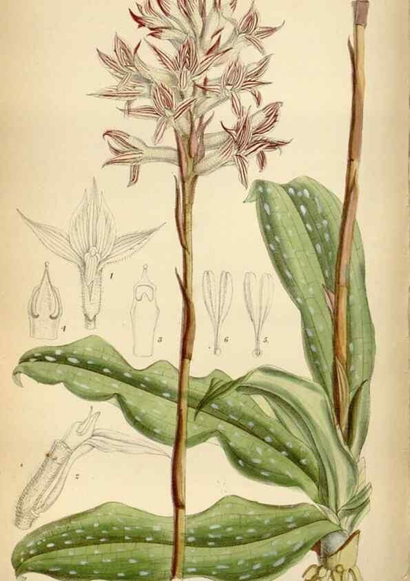 Reproducción/Reproduction 34605488193: Curtis's botanical magazine.. London ; New York [etc.] :Academic Press [etc.]