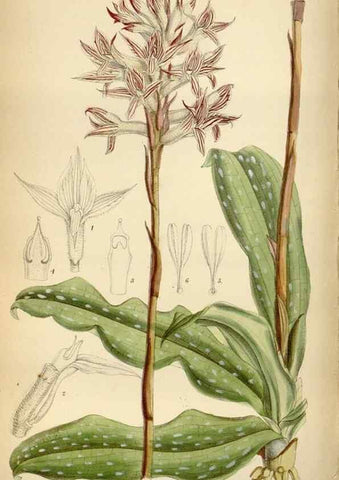 Reproducción/Reproduction 34605488193: Curtis's botanical magazine.. London ; New York [etc.] :Academic Press [etc.]