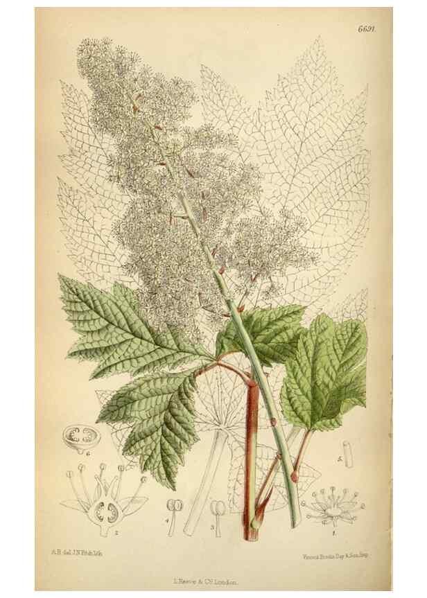 Reproducción/Reproduction 34605490443: Curtis's botanical magazine.. London ; New York [etc.] :Academic Press [etc.]