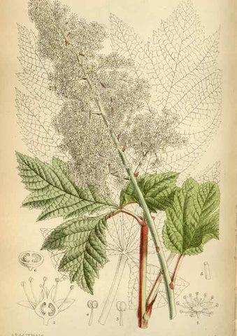 Reproducción/Reproduction 34605490443: Curtis's botanical magazine.. London ; New York [etc.] :Academic Press [etc.]