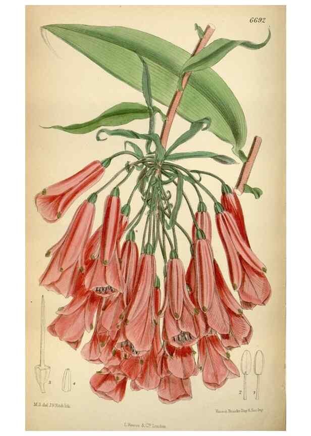 Reproducción/Reproduction 34605492723: Curtis's botanical magazine.. London ; New York [etc.] :Academic Press [etc.]