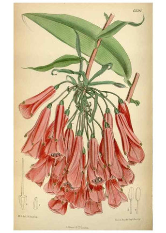 Reproducción/Reproduction 34605492723: Curtis's botanical magazine.. London ; New York [etc.] :Academic Press [etc.]