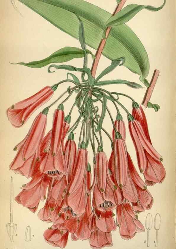 Reproducción/Reproduction 34605492723: Curtis's botanical magazine.. London ; New York [etc.] :Academic Press [etc.]