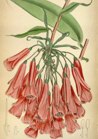 Reproducción/Reproduction 34605492723: Curtis's botanical magazine.. London ; New York [etc.] :Academic Press [etc.]