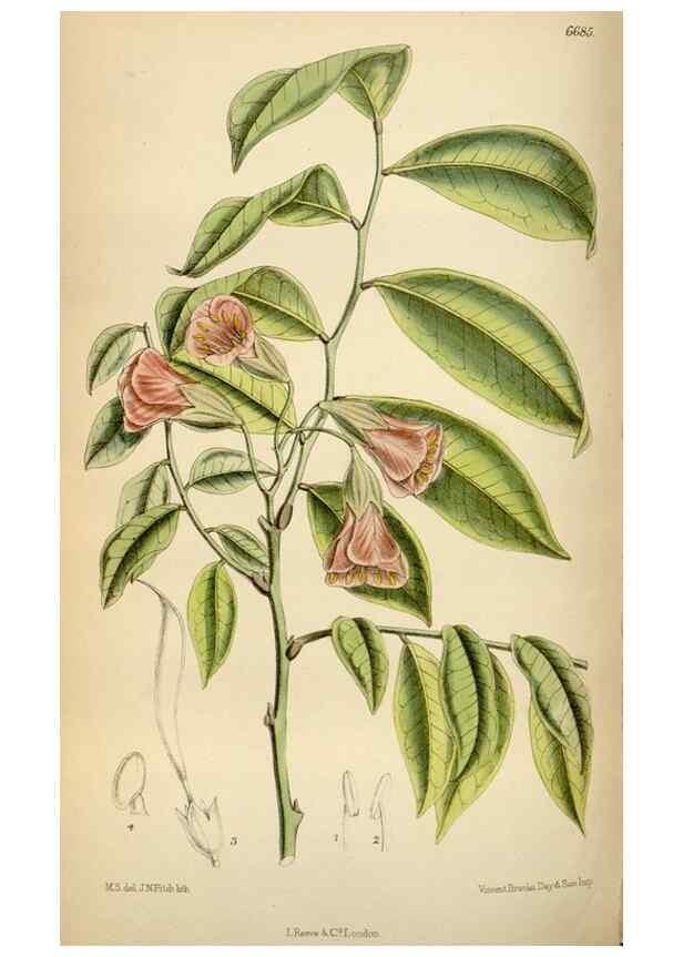 Reproducción/Reproduction 34573215954: Curtis's botanical magazine.. London ; New York [etc.] :Academic Press [etc.]