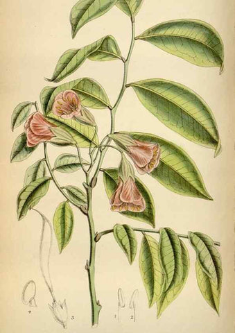 Reproducción/Reproduction 34573215954: Curtis's botanical magazine.. London ; New York [etc.] :Academic Press [etc.]