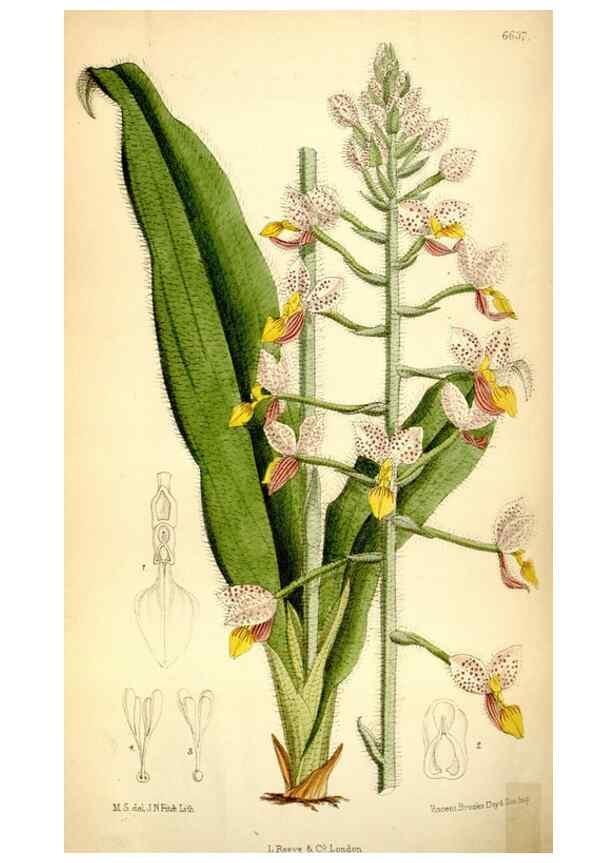 Reproducción/Reproduction 35358678086: Curtis's botanical magazine.. London ; New York [etc.] :Academic Press [etc.]