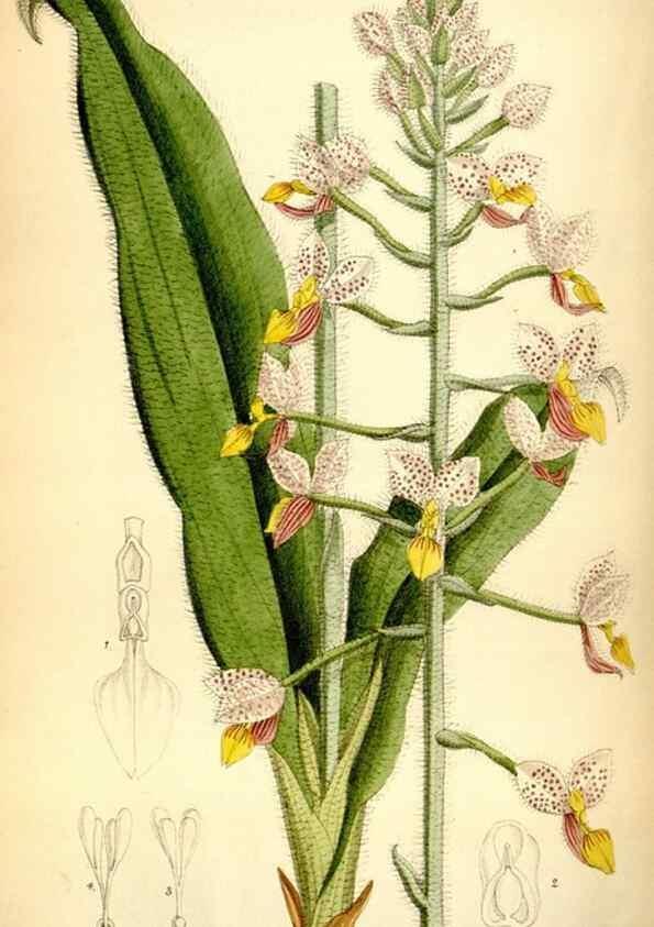Reproducción/Reproduction 35358678086: Curtis's botanical magazine.. London ; New York [etc.] :Academic Press [etc.]