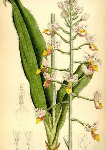 Reproducción/Reproduction 35358678086: Curtis's botanical magazine.. London ; New York [etc.] :Academic Press [etc.]