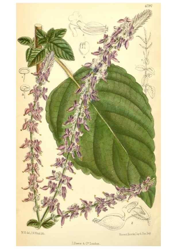 Reproducción/Reproduction 35028295740: Curtis's botanical magazine.. London ; New York [etc.] :Academic Press [etc.]