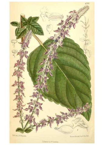Reproducción/Reproduction 35028295740: Curtis's botanical magazine.. London ; New York [etc.] :Academic Press [etc.]