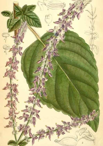 Reproducción/Reproduction 35028295740: Curtis's botanical magazine.. London ; New York [etc.] :Academic Press [etc.]