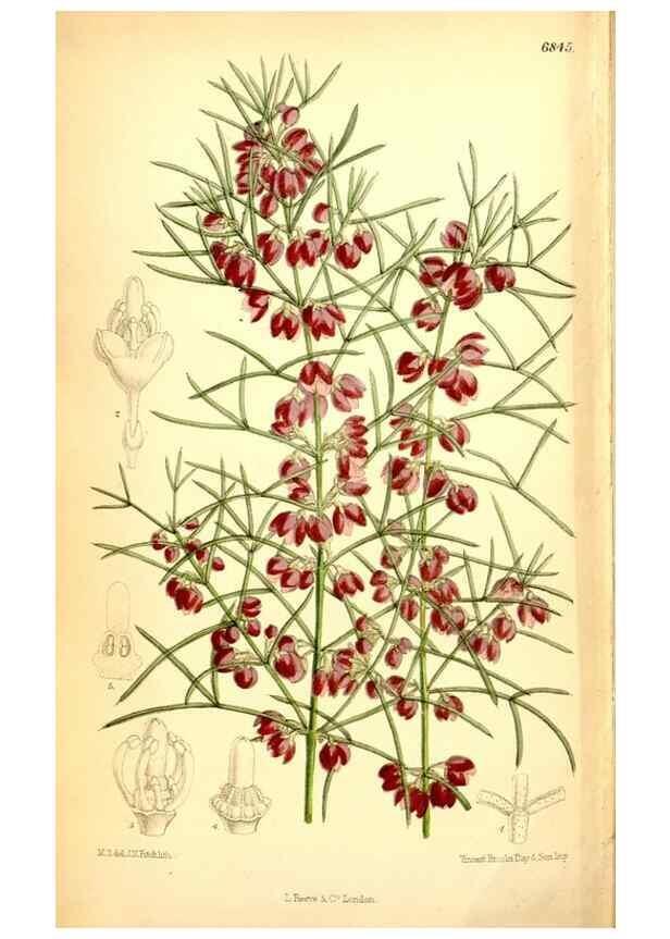 Reproducción/Reproduction 34573743974: Curtis's botanical magazine.. London ; New York [etc.] :Academic Press [etc.]