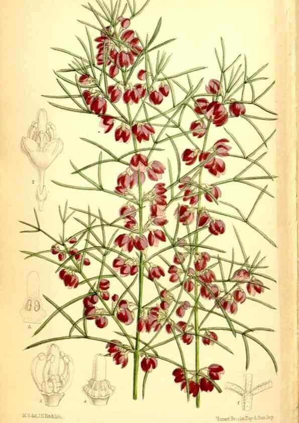 Reproducción/Reproduction 34573743974: Curtis's botanical magazine.. London ; New York [etc.] :Academic Press [etc.]