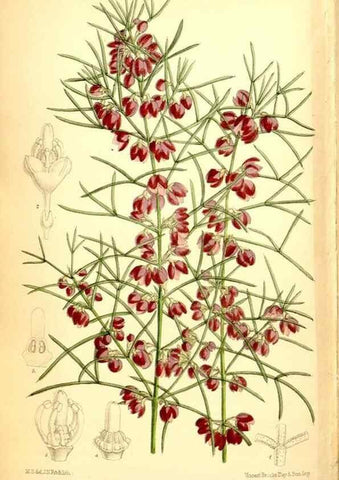 Reproducción/Reproduction 34573743974: Curtis's botanical magazine.. London ; New York [etc.] :Academic Press [etc.]