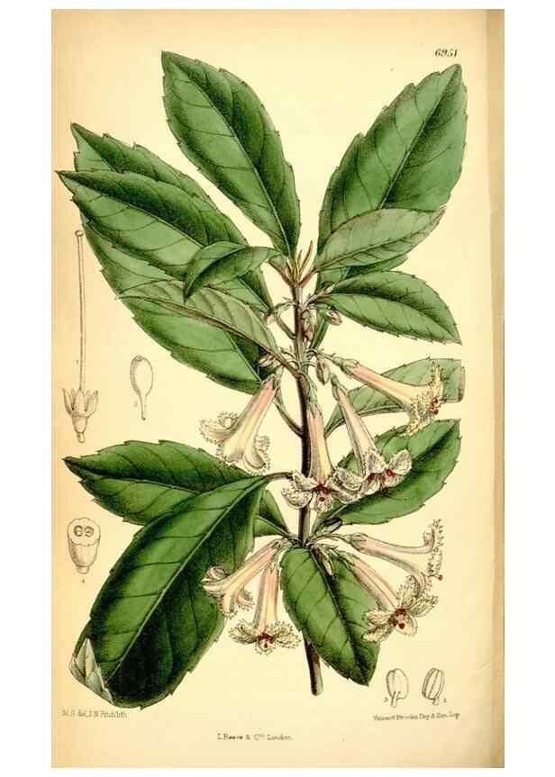 Reproducción/Reproduction 35250343352: Curtis's botanical magazine.. London ; New York [etc.] :Academic Press [etc.]