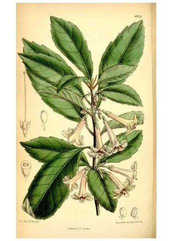 Reproducción/Reproduction 35250343352: Curtis's botanical magazine.. London ; New York [etc.] :Academic Press [etc.]