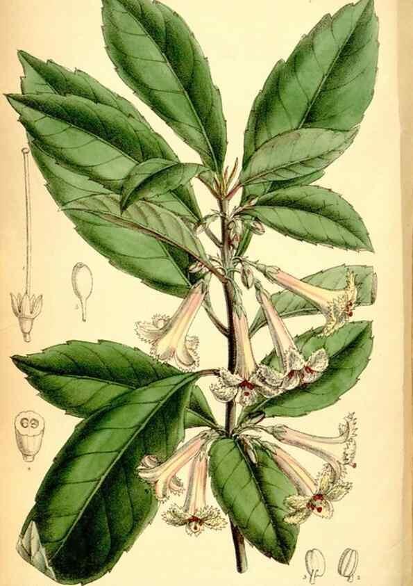 Reproducción/Reproduction 35250343352: Curtis's botanical magazine.. London ; New York [etc.] :Academic Press [etc.]