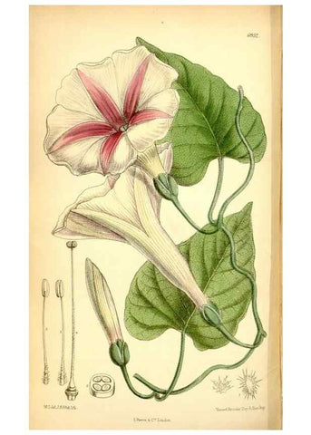 Reproducción/Reproduction 35029704810: Curtis's botanical magazine.. London ; New York [etc.] :Academic Press [etc.]