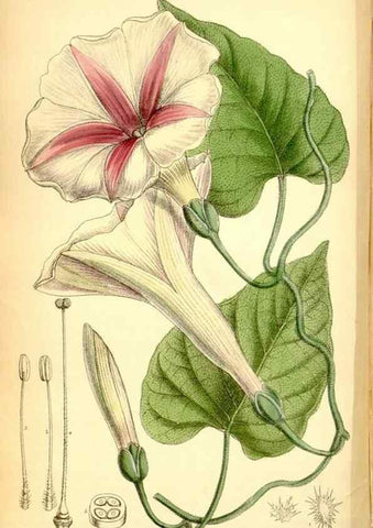 Reproducción/Reproduction 35029704810: Curtis's botanical magazine.. London ; New York [etc.] :Academic Press [etc.]