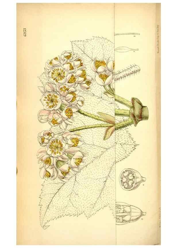 Reproducción/Reproduction 34574959154: Curtis's botanical magazine.. London ; New York [etc.] :Academic Press [etc.]