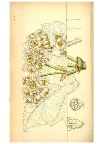 Reproducción/Reproduction 34574959154: Curtis's botanical magazine.. London ; New York [etc.] :Academic Press [etc.]