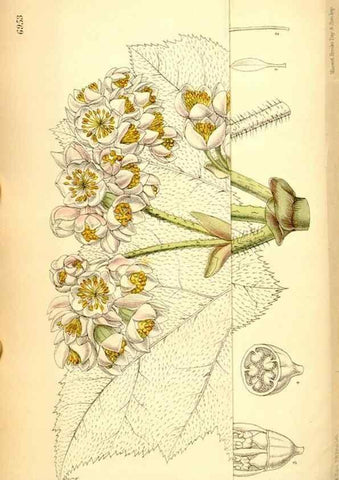 Reproducción/Reproduction 34574959154: Curtis's botanical magazine.. London ; New York [etc.] :Academic Press [etc.]