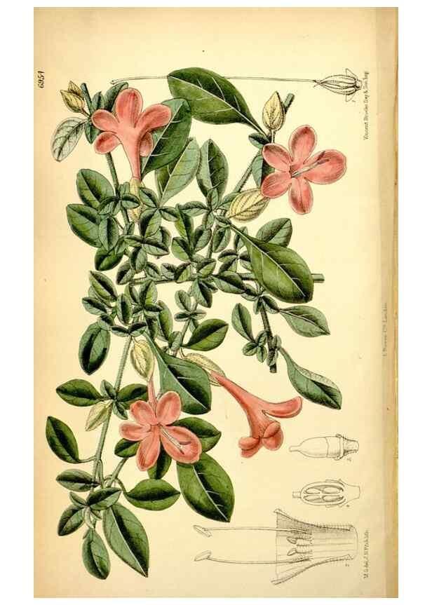 Reproducción/Reproduction 34574961194: Curtis's botanical magazine.. London ; New York [etc.] :Academic Press [etc.]