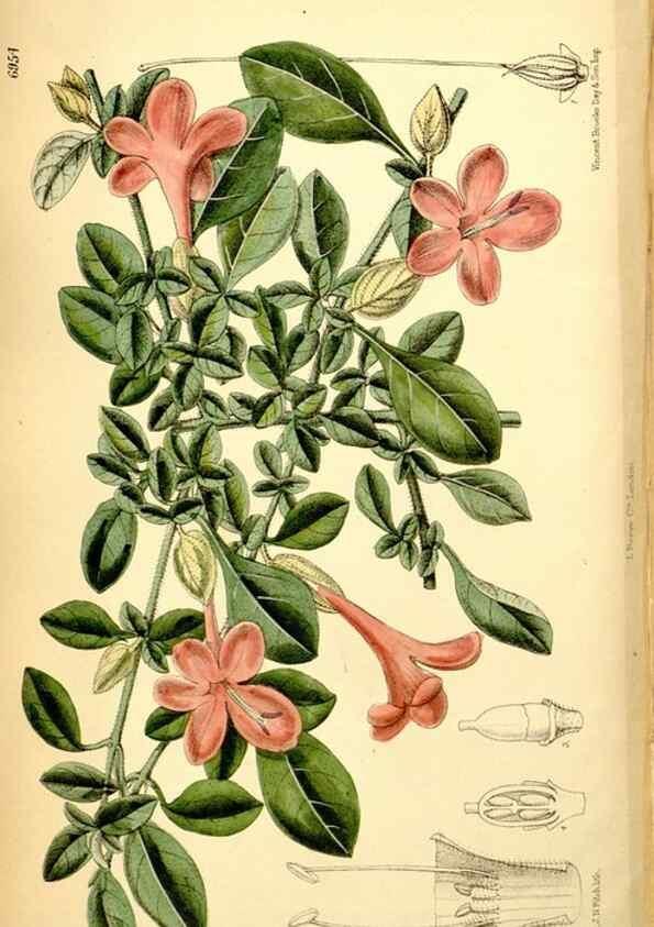 Reproducción/Reproduction 34574961194: Curtis's botanical magazine.. London ; New York [etc.] :Academic Press [etc.]
