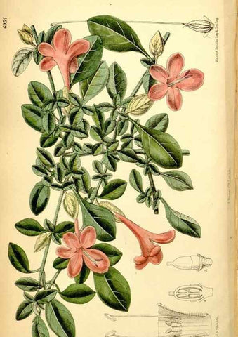 Reproducción/Reproduction 34574961194: Curtis's botanical magazine.. London ; New York [etc.] :Academic Press [etc.]