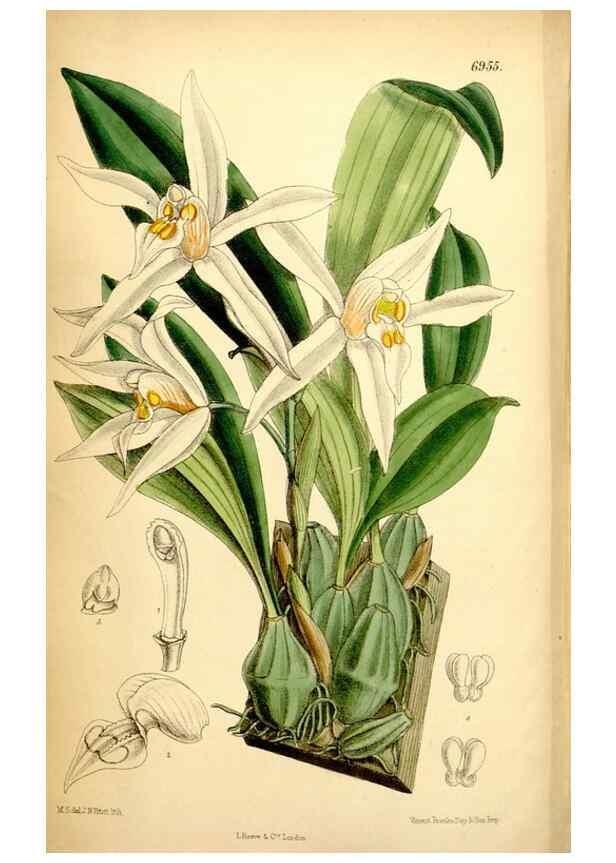 Reproducción/Reproduction 35287117821: Curtis's botanical magazine.. London ; New York [etc.] :Academic Press [etc.]