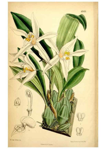 Reproducción/Reproduction 35287117821: Curtis's botanical magazine.. London ; New York [etc.] :Academic Press [etc.]