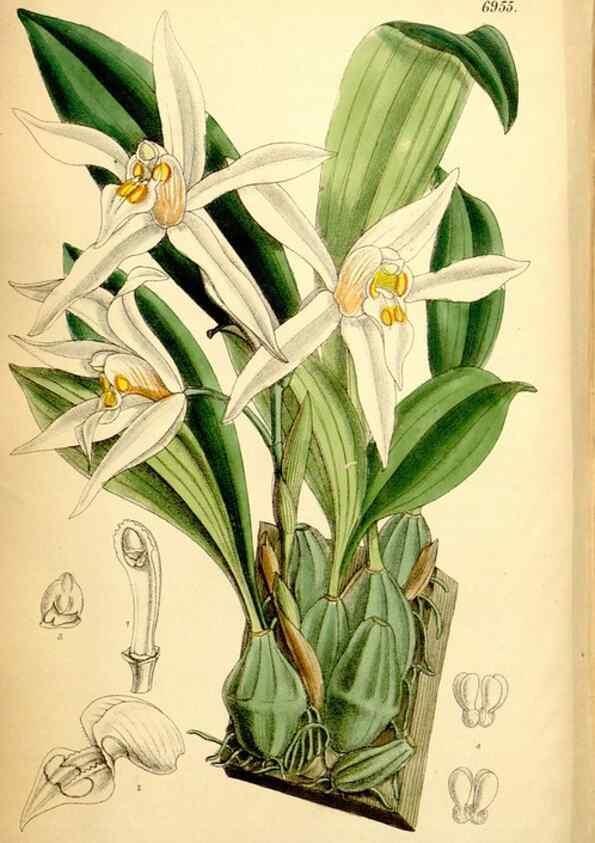 Reproducción/Reproduction 35287117821: Curtis's botanical magazine.. London ; New York [etc.] :Academic Press [etc.]