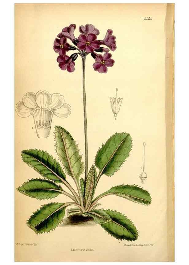 Reproducción/Reproduction 34574965284: Curtis's botanical magazine.. London ; New York [etc.] :Academic Press [etc.]