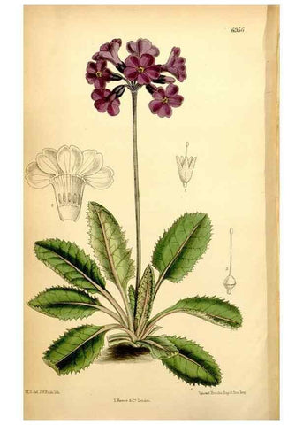 Reproducción/Reproduction 34574965284: Curtis's botanical magazine.. London ; New York [etc.] :Academic Press [etc.]