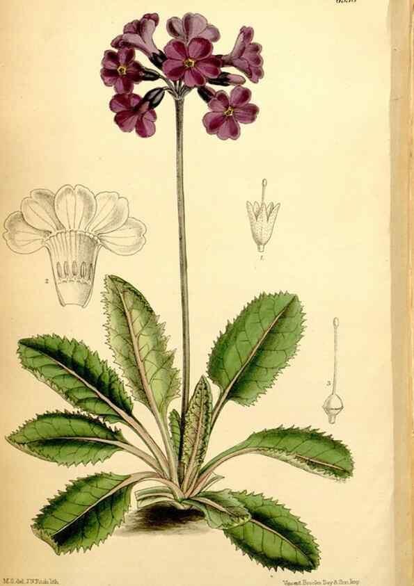 Reproducción/Reproduction 34574965284: Curtis's botanical magazine.. London ; New York [etc.] :Academic Press [etc.]