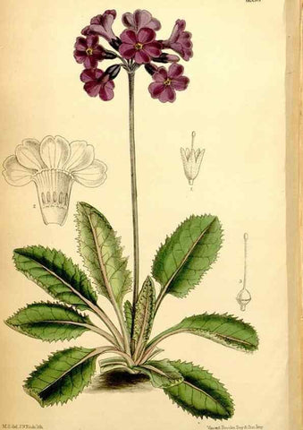 Reproducción/Reproduction 34574965284: Curtis's botanical magazine.. London ; New York [etc.] :Academic Press [etc.]