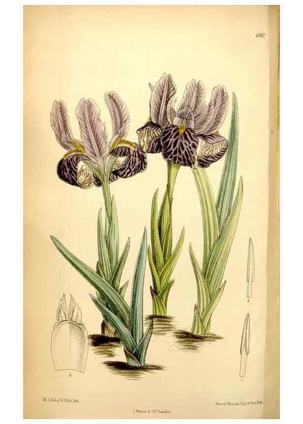 Reproducción/Reproduction 35250357832: Curtis's botanical magazine.. London ; New York [etc.] :Academic Press [etc.]